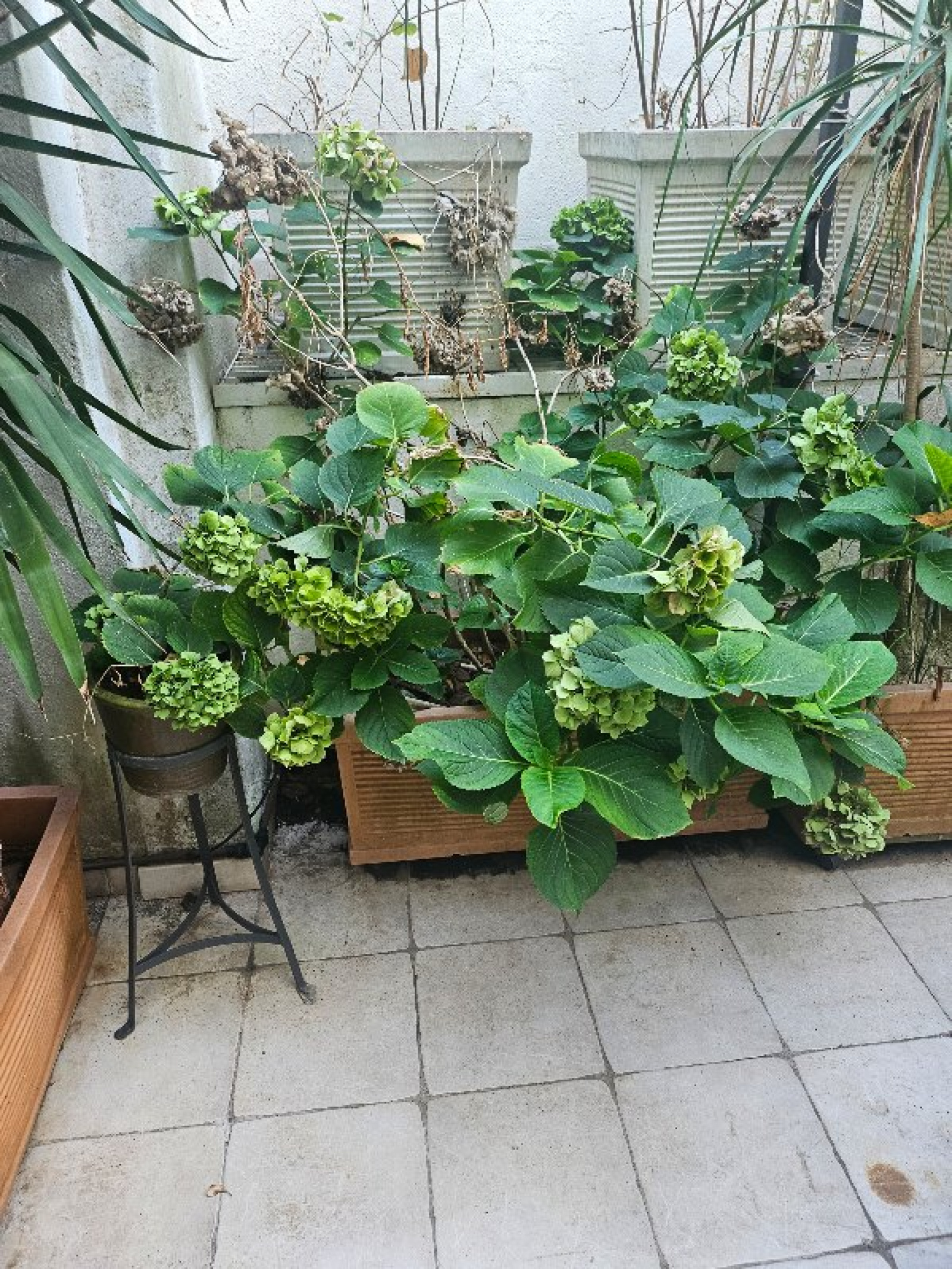 Image_, Appartement, Toulon, ref :201726